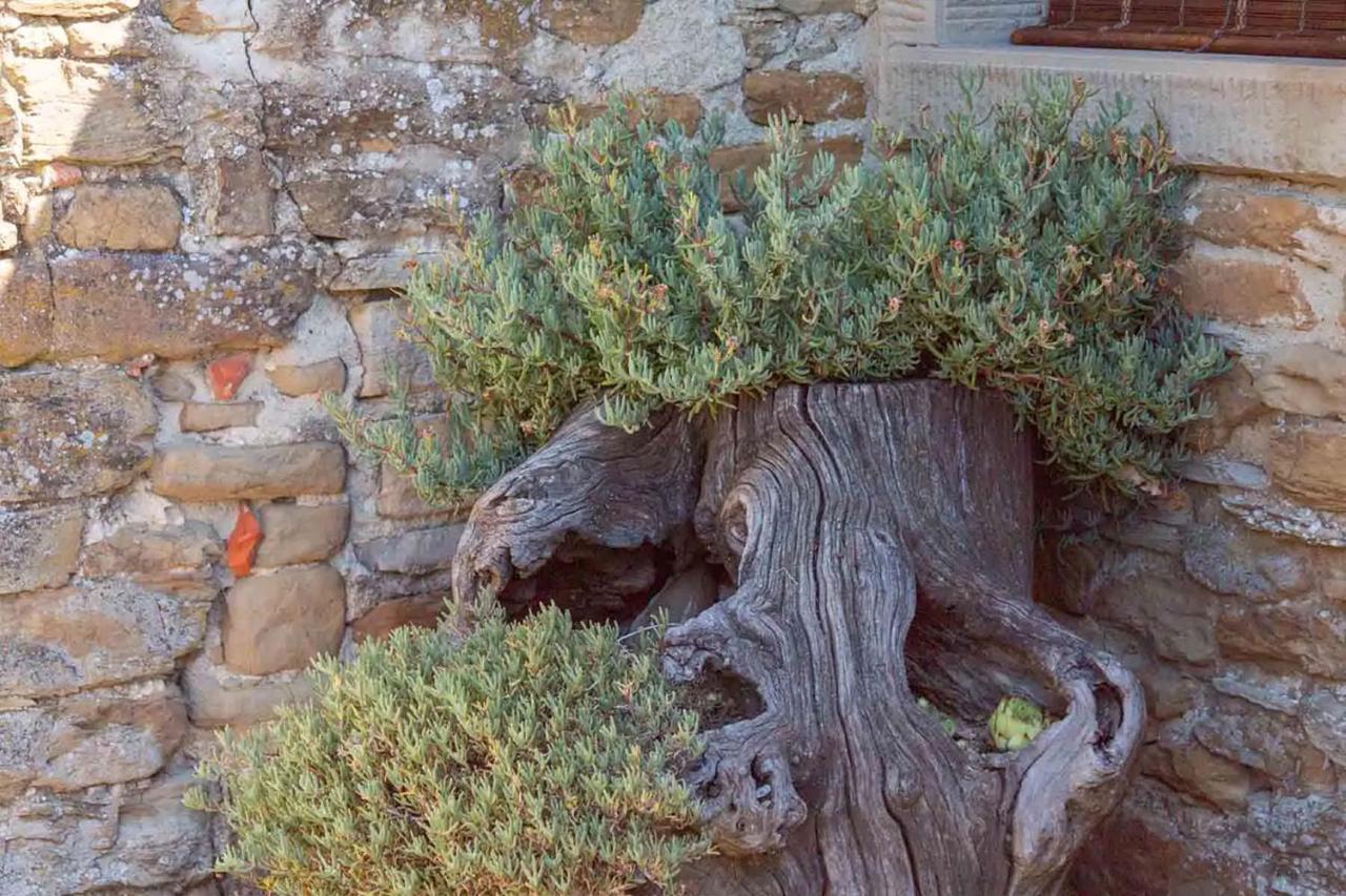 Agriturismo Con Piscina In Toscana, Tribbiano Arezzo Eksteriør billede